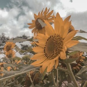 Meet your Posher, Helene